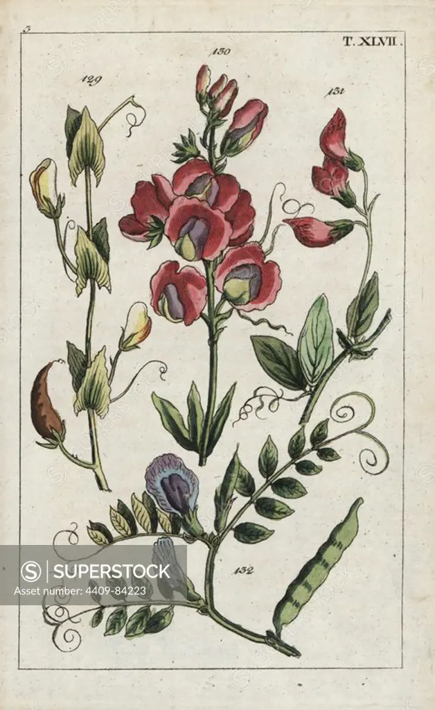 Yellow vetchling, Lathyrus aphaca 129, everlasting pea, Lathyrus latifolius 130, tuberous pea, Lathyrus tuberosus 131, and common vetch, Vicia sativa 132. Handcolored copperplate engraving of a botanical illustration from G. T. Wilhelm's "Unterhaltungen aus der Naturgeschichte" (Encyclopedia of Natural History), Augsburg, 1811. Gottlieb Tobias Wilhelm (1758-1811) was a clergyman and naturalist in Augsburg, Bavaria.