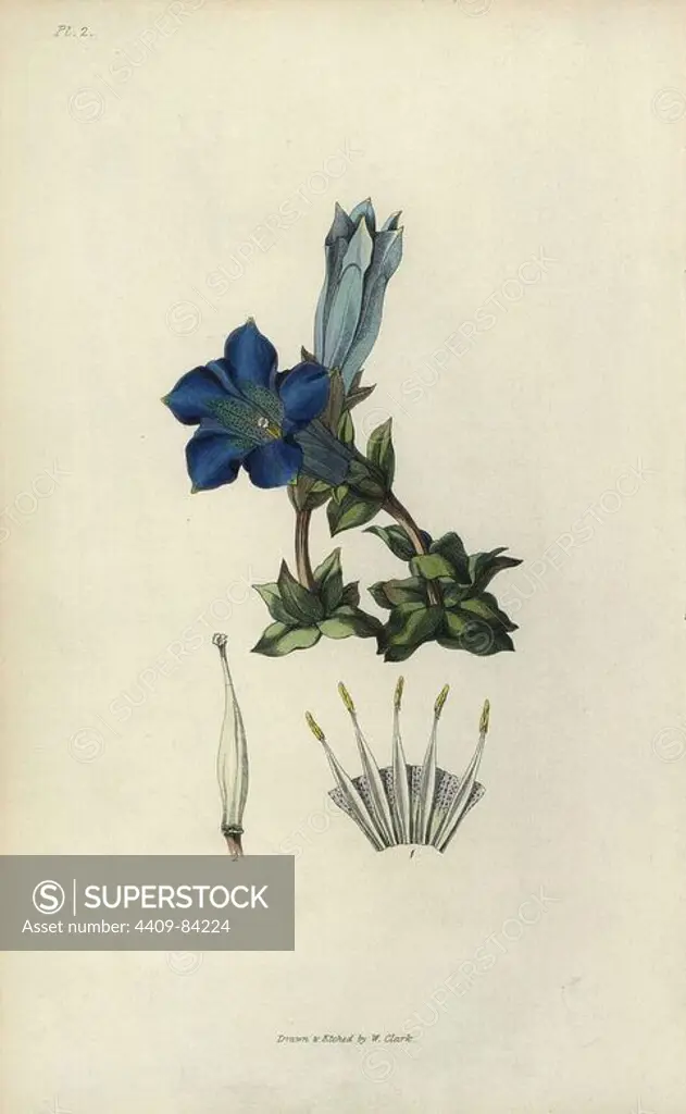 Stemless gentian, Gentiana acaulis. Handcoloured botanical illustration drawn and engraved by William Clark from Richard Morris's "Flora Conspicua" London, Longman, Rees, 1826. William Clark was former draughtsman to the London Horticultural Society and illustrated many botanical books in the 1820s and 1830s.