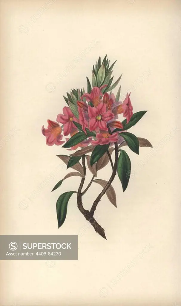 Rusty-leaved rhododendron, Rhododendron ferrugineum. Handcoloured botanical illustration drawn and engraved by William Clark from Rebecca Hey's "Moral of Flowers," London, Longman, Rees, 1833. Mrs. Rebecca Hey was a Victorian writer, poet and artist who wrote "Spirit of the Woods" 1837 and "Recollections of the Lakes" 1841. William Clark was former draughtsman to the London Horticultural Society and illustrated many botanical books in the 1820s and 1830s.
