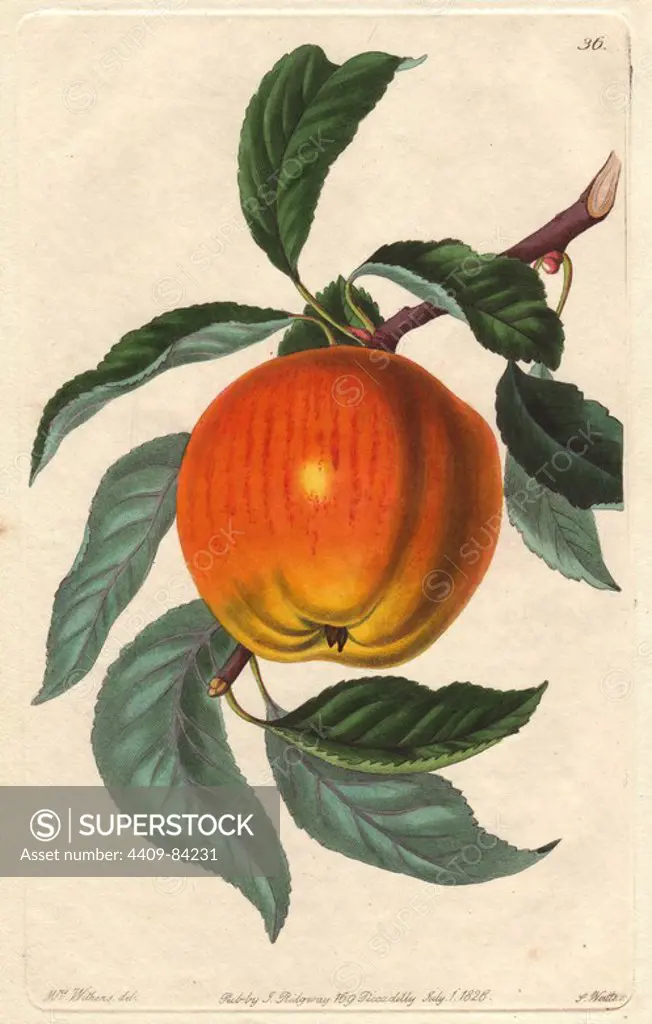 Margil apple, Malus domestica. Handcoloured copperplate engraving by S. Watts from a botanical illustration by Augusta Withers from John Lindley's "Pomological Magazine," James Ridgway, London, 1828. The magazine was published in three volumes from 1828 to 1830 and discontinued at plate 152 because of a dispute between the editors. Lindley (1795-1865) was an English botanist and gardener who published books on roses, orchids, and fruit. Mrs. Withers (1793-1877) was an eminent Victorian botanical artist and Flower Painter in Ordinary to Queen Adelaide.