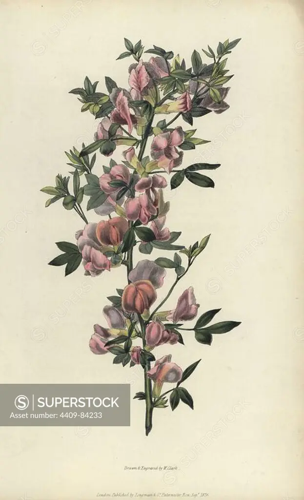 Purple broom, Cytisus purpureus. Handcoloured botanical illustration drawn and engraved by William Clark from Richard Morris's "Flora Conspicua" London, Longman, Rees, 1826. William Clark was former draughtsman to the London Horticultural Society and illustrated many botanical books in the 1820s and 1830s.