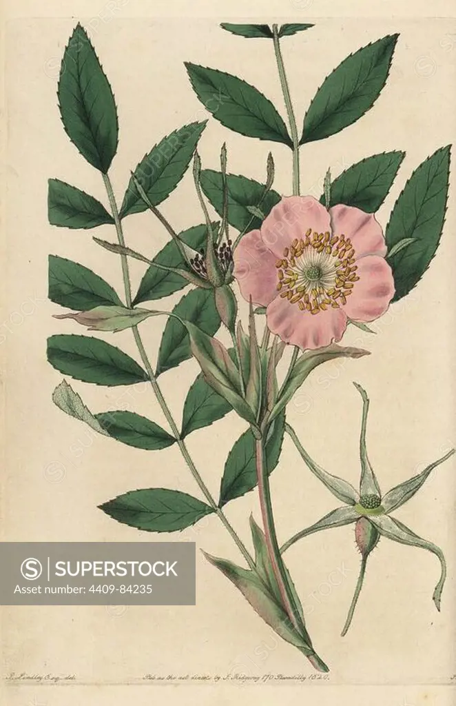 Rosa macrophylla with pink flower, buds and leaves. Handcoloured copperplate engraved by Watts from an illustration by John Lindley from his own "Rosarum Monographia, or a Botanical History of Roses," London, Ridgeway, 1820. Lindley (1799-1865) was an English botanist who specialized in roses and orchids. Lindley wrote and illustrated this monograph when just 22 years old. He went on to edit the "Botanical Register" from 1829 to 1847.