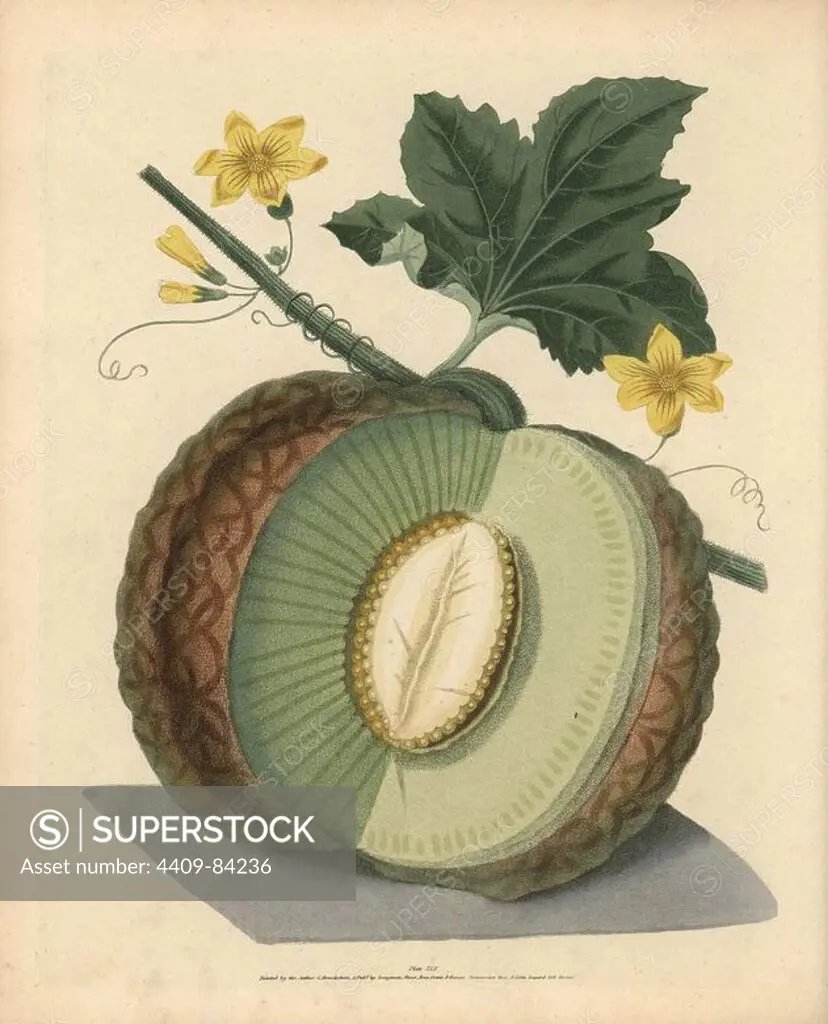 Green flesh or Candia melon, Cucumis melo. Handcoloured stipple engraving of an illustration by George Brookshaw from his own "Pomona Britannica," London, Longman, Hurst, etc., 1817. The quarto edition of the original folio edition published from 1804-1812. Brookshaw (1751-1823) was a successful cabinet maker who disappeared in the 1790s before returning as a flower painter with the anonymous "New Treatise on Flower Painting," 1797.
