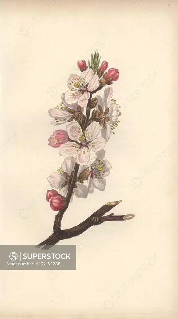 Almond blossom, Amygdalus communis. Handcoloured botanical illustration drawn and engraved by William Clark from Rebecca Hey's "Moral of Flowers," London, Longman, Rees, 1833. Rebecca Hey was a Victorian writer, poet and artist who wrote "Spirit of the Woods" 1837 and "Recollections of the Lakes" 1841. William Clark was former draughtsman to the London Horticultural Society and illustrated many botanical books in the 1820s and 1830s.