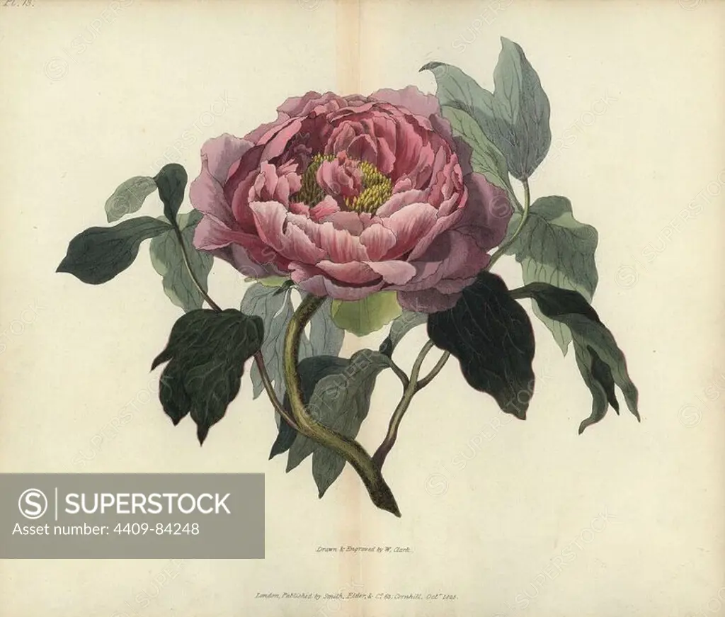 Shrubby peony, Paeonia moutan. Handcoloured botanical illustration drawn and engraved by William Clark from Richard Morris's "Flora Conspicua" London, Longman, Rees, 1826. William Clark was former draughtsman to the London Horticultural Society and illustrated many botanical books in the 1820s and 1830s.