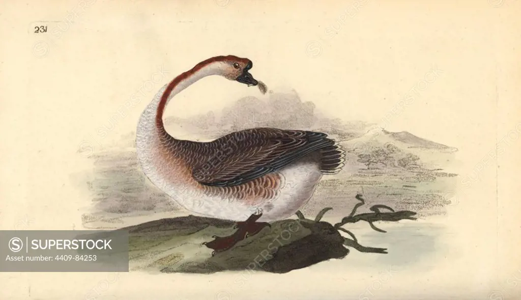 Swan goose, Anser cygnoides, vulnerable. Handcoloured copperplate drawn and engraved by Edward Donovan from his own "Natural History of British Birds," London, 1794-1819. Edward Donovan (1768-1837) was an Anglo-Irish amateur zoologist, writer, artist and engraver. He wrote and illustrated a series of volumes on birds, fish, shells and insects, opened his own museum of natural history in London, but later he fell on hard times and died penniless.