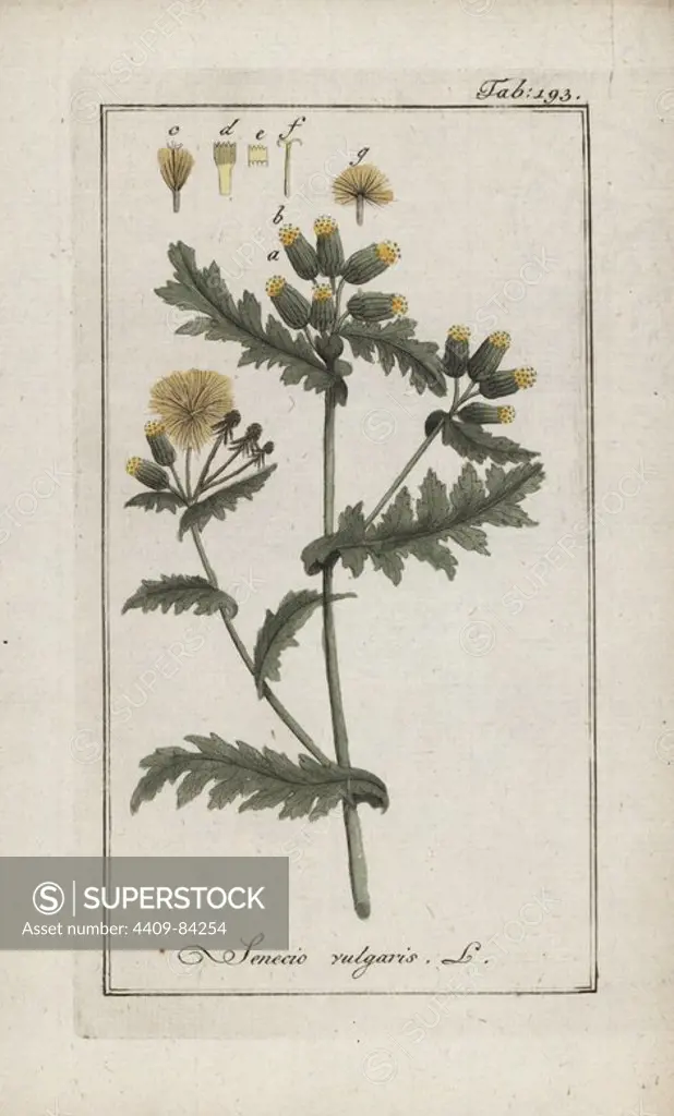 Groundsel, Senecio vulgaris, native to Europe, Asia and North Africa. Handcoloured copperplate botanical engraving from Johannes Zorn's "Afbeelding der Artseny-Gewassen," Jan Christiaan Sepp, Amsterdam, 1796. Zorn first published his illustrated medical botany in Nurnberg in 1780 with 500 plates, and a Dutch edition followed in 1796 published by J.C. Sepp with an additional 100 plates. Zorn (1739-1799) was a German pharmacist and botanist who collected medical plants from all over Europe for his "Icones plantarum medicinalium" for apothecaries and doctors.