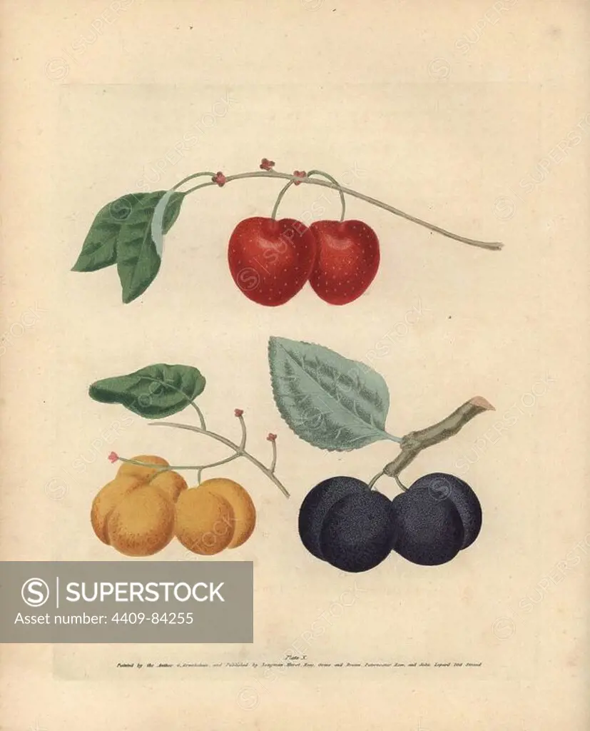 Plum varieties, Prunus domestica: Cherry Plum, Drap d'Or or Cloth of Gold, and Morocco Plum. Handcoloured stipple engraving of an illustration by George Brookshaw from his own "Pomona Britannica," London, Longman, Hurst, etc., 1817. The quarto edition of the original folio edition published from 1804-1812. Brookshaw (1751-1823) was a successful cabinet maker who disappeared in the 1790s before returning as a flower painter with the anonymous "New Treatise on Flower Painting," 1797.