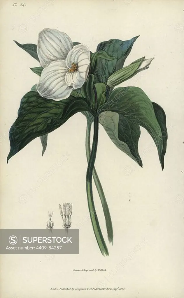 Great white trillium, Trillium grandiflorum. Handcoloured botanical illustration drawn and engraved by William Clark from Richard Morris's "Flora Conspicua" London, Longman, Rees, 1826. William Clark was former draughtsman to the London Horticultural Society and illustrated many botanical books in the 1820s and 1830s.