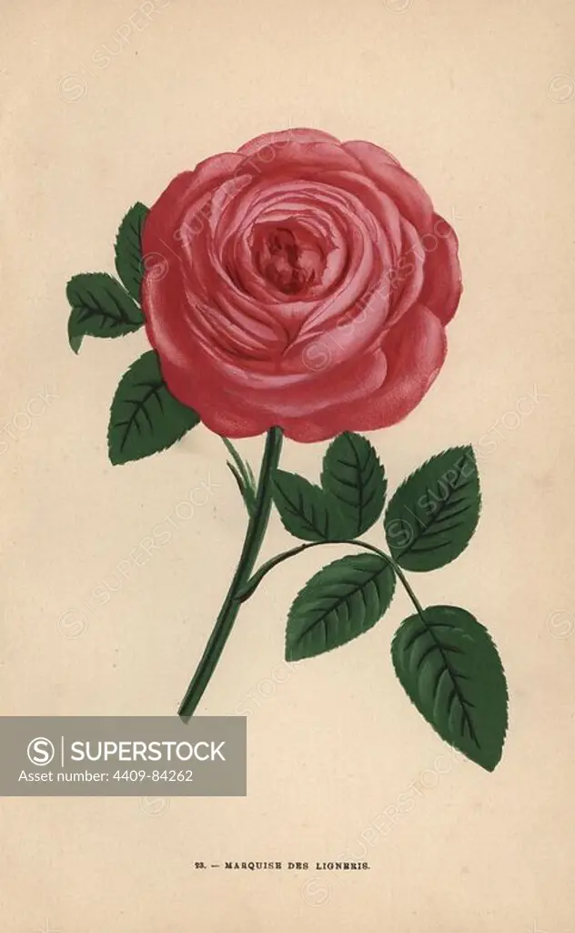 Marquise de Ligneris rose, hybrid raised by Eugene Guenoux at Voisen in 1869. Chromolithograph drawn and lithographed after nature by F. Grobon from Hippolyte Jamain and Eugene Forney's "Les Roses," Paris, J. Rothschild, 1873. Jamain was a rose grower and Forney a professor of arboriculture. François Frédéric Grobon (1815-1901) ran his own atelier and illustrated "Fleurs" after Redoute with his brother Anthelme as the Grobon freres.