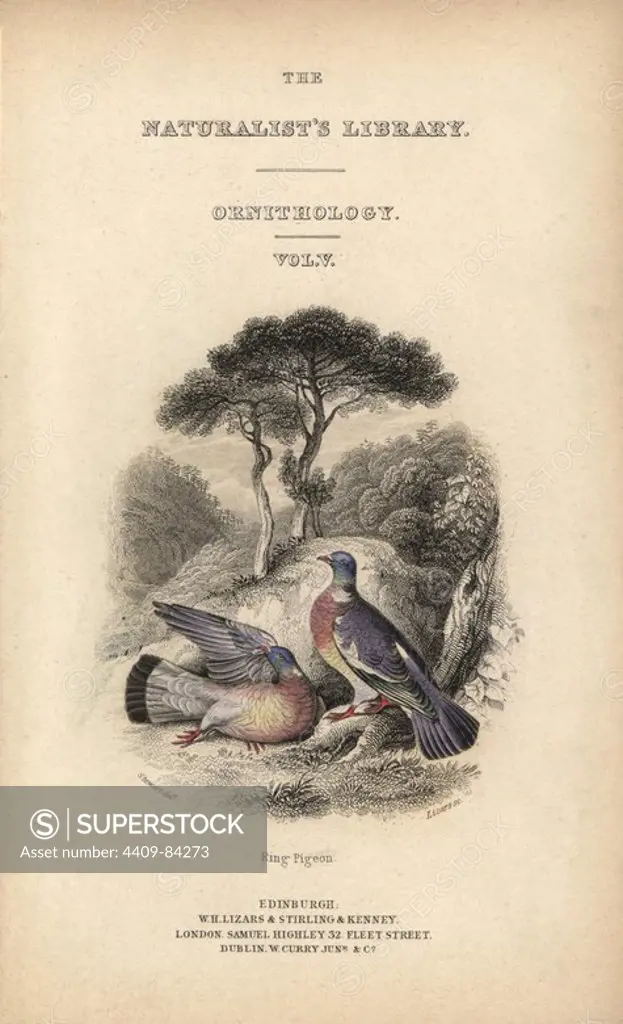 Title page with vignette of two common wood pigeons, Columba palumbus, in a copse. Handcoloured steel engraving by William Lizars after an illustration by Stewart from Prideaux John Selby's volume "Pigeons" in Sir William Jardine's "Naturalist's Library: Ornithology," published by W.H. Lizars, Edinburgh, 1835.