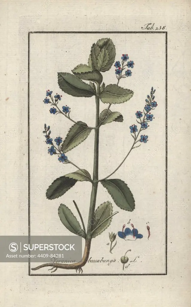 Brooklime or European speedwell, Veronica beccabunga. Handcoloured copperplate botanical engraving from Johannes Zorn's "Afbeelding der Artseny-Gewassen," Jan Christiaan Sepp, Amsterdam, 1796. Zorn first published his illustrated medical botany in Nurnberg in 1780 with 500 plates, and a Dutch edition followed in 1796 published by J.C. Sepp with an additional 100 plates. Zorn (1739-1799) was a German pharmacist and botanist who collected medical plants from all over Europe for his "Icones plantarum medicinalium" for apothecaries and doctors.