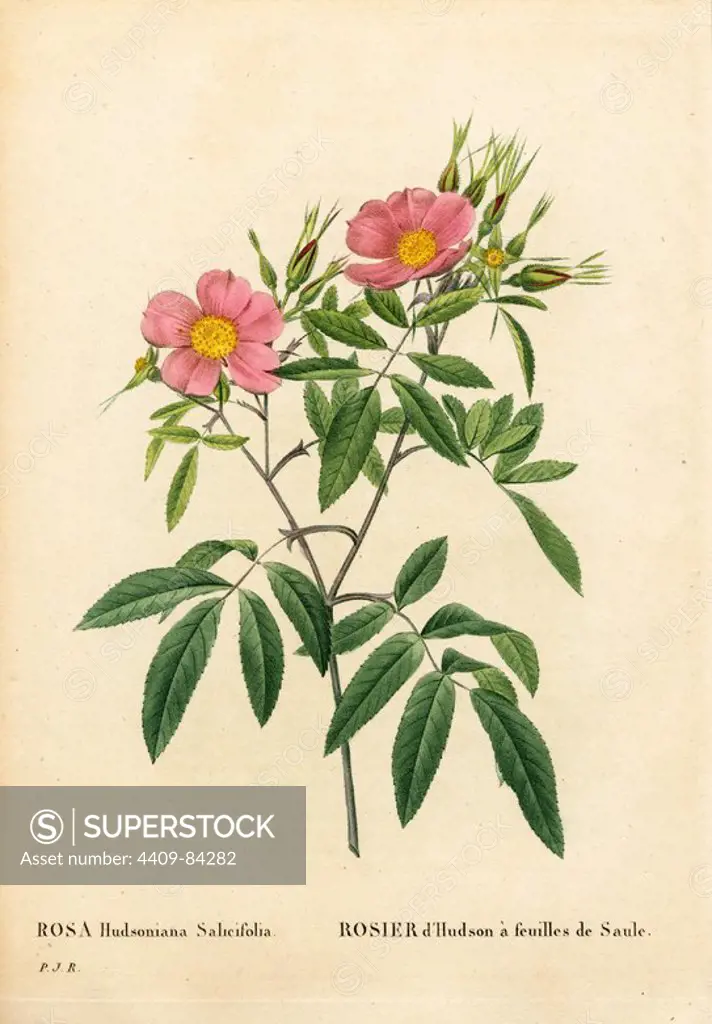 Willow-leaved marsh rose, Rosa palustris, Rosier dHudson à feuilles de Saule. Handcoloured stipple copperplate engraving from Pierre Joseph Redoute's "Les Roses," Paris, 1828. Redoute was botanical artist to Marie Antoinette and Empress Josephine. He painted over 170 watercolours of roses from the gardens of Malmaison.