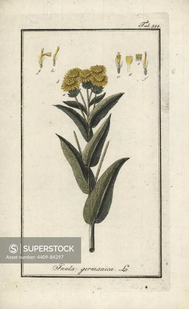 German inula, Inula germanica. Handcoloured copperplate botanical engraving from Johannes Zorn's "Afbeelding der Artseny-Gewassen," Jan Christiaan Sepp, Amsterdam, 1796. Zorn first published his illustrated medical botany in Nurnberg in 1780 with 500 plates, and a Dutch edition followed in 1796 published by J.C. Sepp with an additional 100 plates. Zorn (1739-1799) was a German pharmacist and botanist who collected medical plants from all over Europe for his "Icones plantarum medicinalium" for apothecaries and doctors.