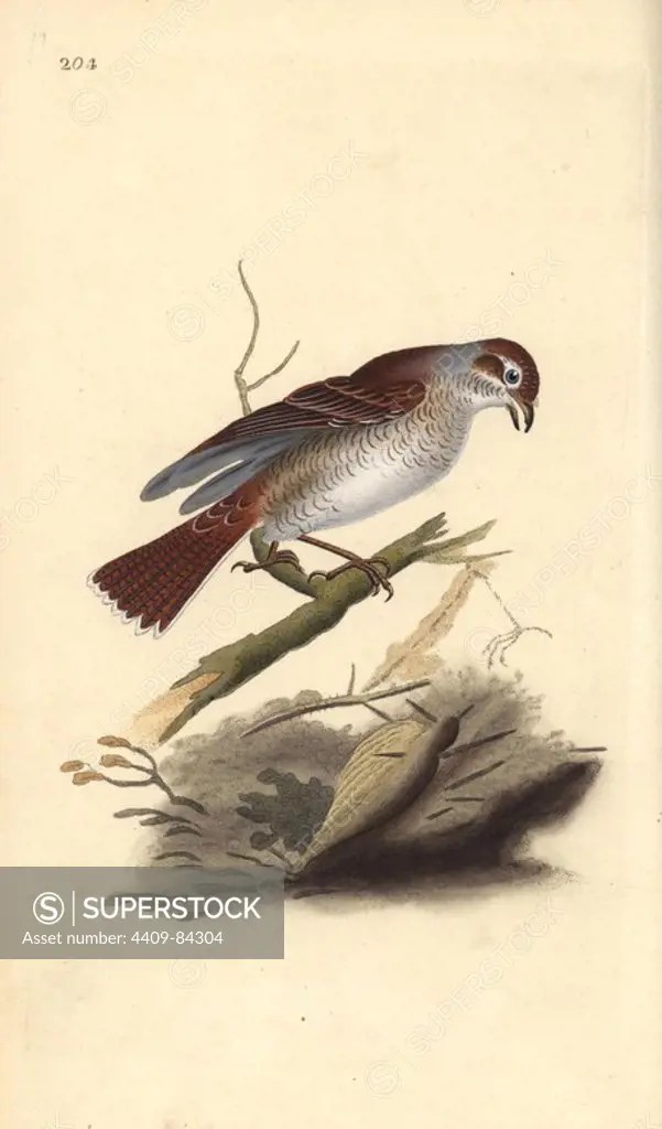 Red-backed shrike (female), Lanius collurio. Handcoloured copperplate drawn and engraved by Edward Donovan from his own "Natural History of British Birds," London, 1794-1819. Edward Donovan (1768-1837) was an Anglo-Irish amateur zoologist, writer, artist and engraver. He wrote and illustrated a series of volumes on birds, fish, shells and insects, opened his own museum of natural history in London, but later he fell on hard times and died penniless.