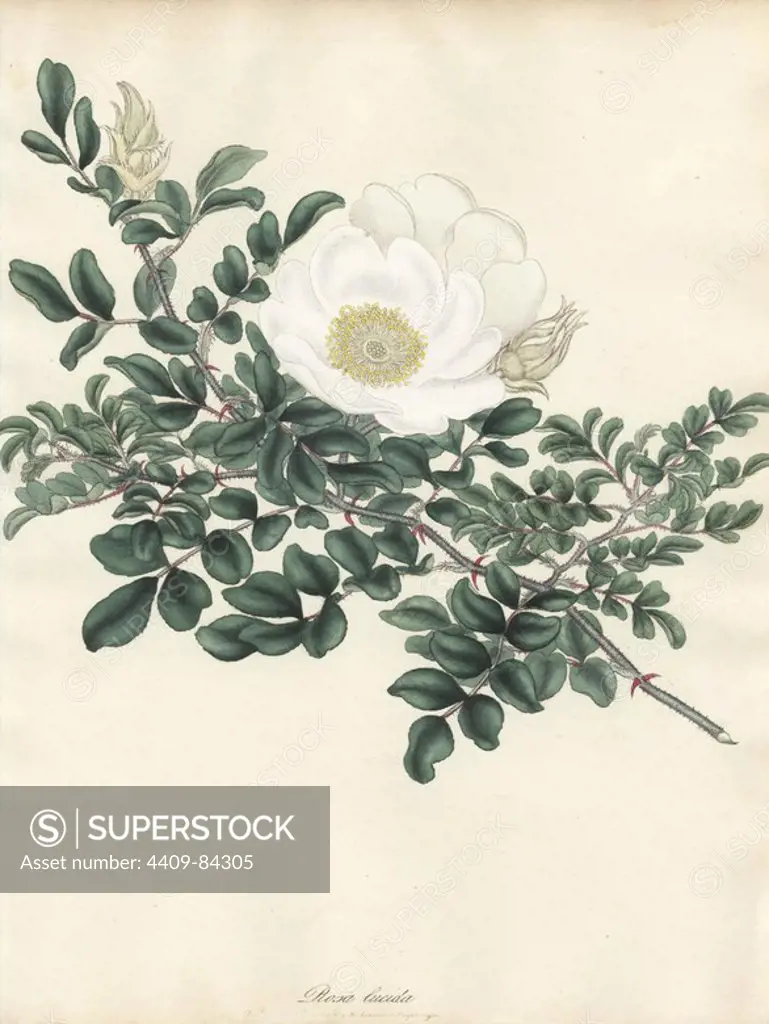 White rose, Rosa lucida. Handcoloured copperplate botanical drawn, engraved and coloured by Henry Charles Andrews for his own "Roses, a monograph of the genus Rosa," London, 1806. Andrews was an English botanist, artist and engraver who published the "Botanist's Repository" from 1797 to 1812 and separate volumes on roses, geraniums and heaths.