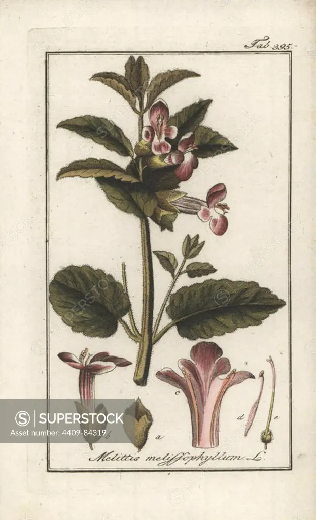 Bastard balm, Melittis melissophyllum. Handcoloured copperplate botanical engraving from Johannes Zorn's "Afbeelding der Artseny-Gewassen," Jan Christiaan Sepp, Amsterdam, 1796. Zorn first published his illustrated medical botany in Nurnberg in 1780 with 500 plates, and a Dutch edition followed in 1796 published by J.C. Sepp with an additional 100 plates. Zorn (1739-1799) was a German pharmacist and botanist who collected medical plants from all over Europe for his "Icones plantarum medicinalium" for apothecaries and doctors.