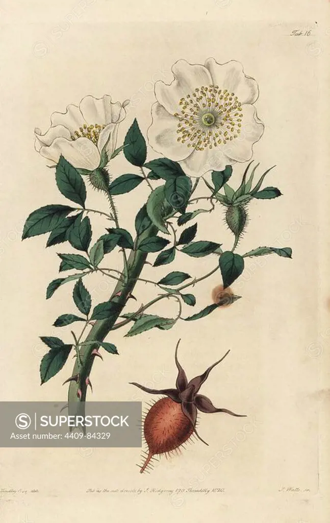 China rose, Rosa sinica, with white flower and hairy bud. Handcoloured copperplate engraved by Watts from an illustration by John Lindley from his own "Rosarum Monographia, or a Botanical History of Roses," London, Ridgeway, 1820. Lindley (1799-1865) was an English botanist who specialized in roses and orchids. Lindley wrote and illustrated this monograph when just 22 years old. He went on to edit the "Botanical Register" from 1829 to 1847.
