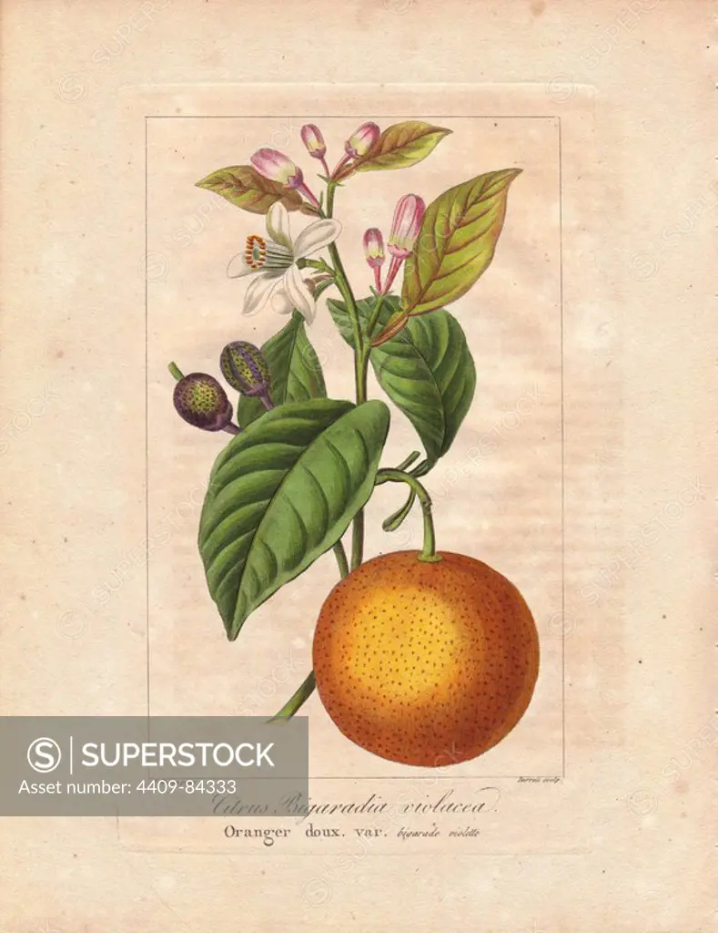 Bigarade bitter orange, Citrus x aurantium. Handcoloured stipple engraving on copper by Barrois from a botanical illustration by Pancrace Bessa from Mordant de Launay's "Herbier General de l'Amateur," Audot, Paris, 1820. The Herbier was published from 1810 to 1827 and edited by Mordant de Launay and Loiseleur-Deslongchamps. Bessa (1772-1830s), along with Redoute and Turpin, is considered one of the greatest French botanical artists of the 19th century.