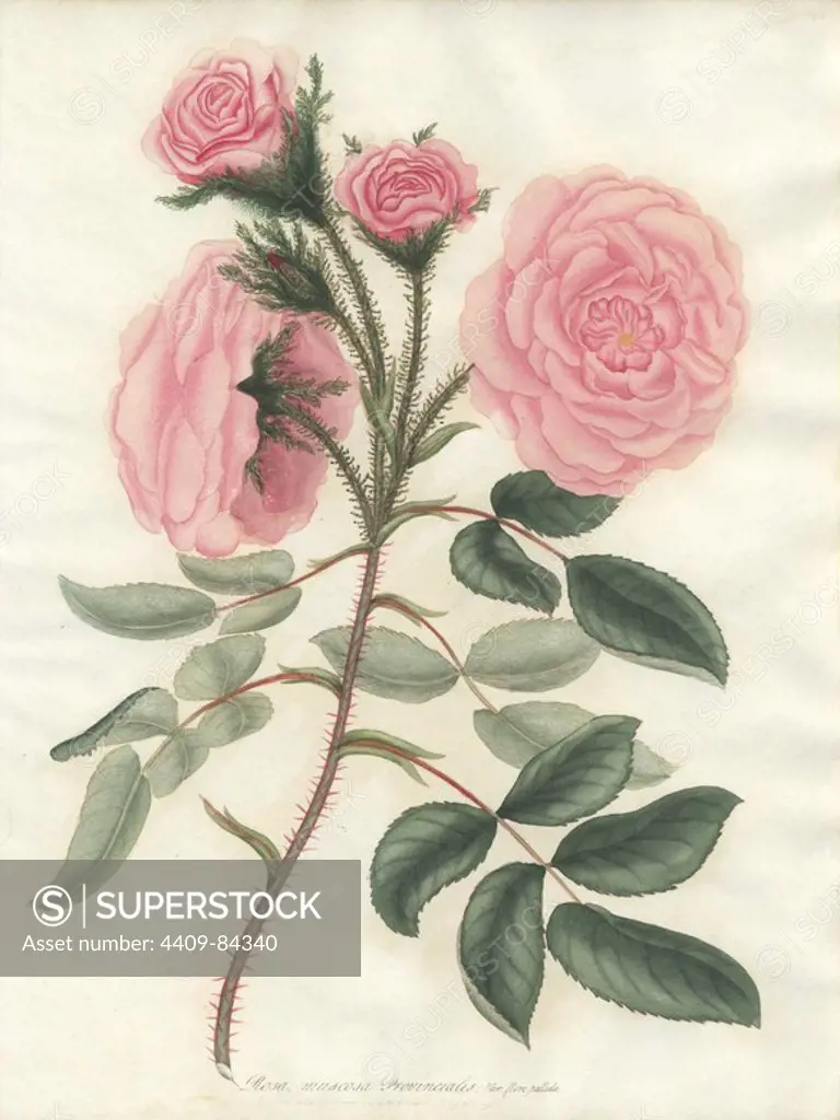 Pale pink moss or Provence rose, Rosa muscosa Provincialis var. flore pallida. Handcoloured copperplate botanical drawn, engraved and coloured by Henry Charles Andrews for his own "Roses, a monograph of the genus Rosa," London, 1806. Andrews was an English botanist, artist and engraver who published the "Botanist's Repository" from 1797 to 1812 and separate volumes on roses, geraniums and heaths.