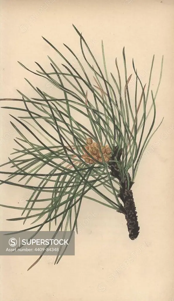 Stone pine, Pinus pinea. Handcoloured botanical illustration drawn from nature by Mrs. Rebecca Hey from her own "Spirit of the Woods," London, Longman, Rees, 1837. Rebecca Hey was a Victorian writer, poet and artist who wrote "Moral of Flowers" 1833 and "Recollections of the Lakes" 1841. The plates were probably engraved by William Clark, former draughtsman to the London Horticultural Society, and engraver on Hey's previous book.