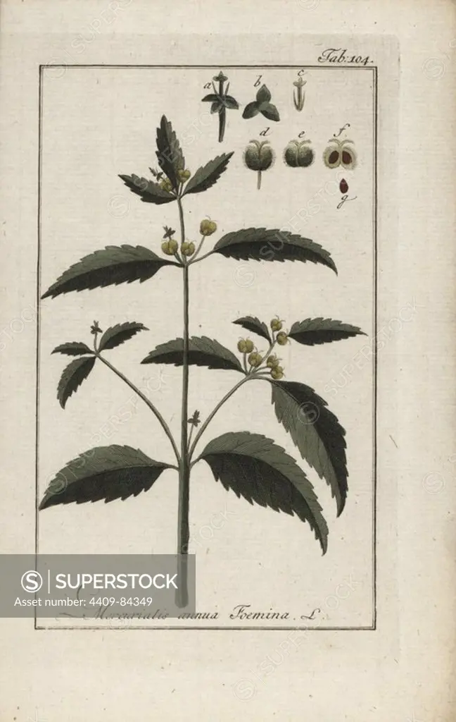 Annual mercury, Mercurialis annua Foemina, native to Europe. Handcoloured copperplate botanical engraving from Johannes Zorn's "Afbeelding der Artseny-Gewassen," Jan Christiaan Sepp, Amsterdam, 1796. Zorn first published his illustrated medical botany in Nurnberg in 1780 with 500 plates, and a Dutch edition followed in 1796 published by J.C. Sepp with an additional 100 plates. Zorn (1739-1799) was a German pharmacist and botanist who collected medical plants from all over Europe for his "Icones plantarum medicinalium" for apothecaries and doctors.