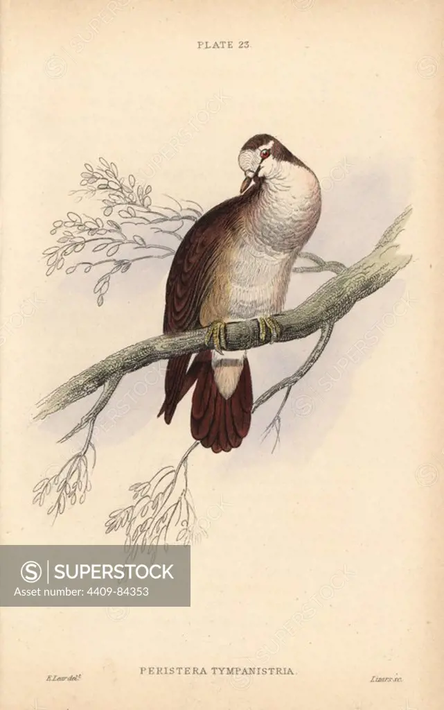 Tambourine dove, Turtur tympanistria, native to Africa. Handcoloured steel engraving by William Lizars after an illustration by Edward Lear from Prideaux John Selby's volume "Pigeons" in Sir William Jardine's "Naturalist's Library: Ornithology," published by W.H. Lizars, Edinburgh, 1835. Artist Edward Lear (1812-1888), today most famous for his literary nonsense and limericks, was a skilled ornithological artist who published "Illustrations of the Family of Psittacidae or Parrots" in 1832.