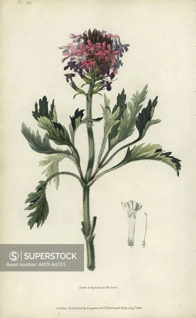 Lambert's vervain, Verbena lamberti. Handcoloured botanical illustration drawn and engraved by William Clark from Richard Morris's "Flora Conspicua" London, Longman, Rees, 1826. William Clark was former draughtsman to the London Horticultural Society and illustrated many botanical books in the 1820s and 1830s.