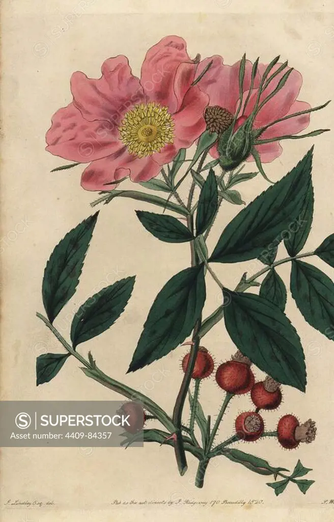 Carolina or pasture rose, Rosa carolina, with pink flowers, bud, rosehips. Handcoloured copperplate engraved by Watts from an illustration by John Lindley from his own "Rosarum Monographia, or a Botanical History of Roses," London, Ridgeway, 1820. Lindley (1799-1865) was an English botanist who specialized in roses and orchids. Lindley wrote and illustrated this monograph when just 22 years old. He went on to edit the "Botanical Register" from 1829 to 1847.