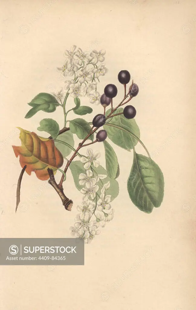 Bird cherry with flowers and fruit and dried autumn leaf, Prunus padus. Handcoloured botanical illustration drawn from nature by Mrs. Rebecca Hey from her own "Spirit of the Woods," London, Longman, Rees, 1837. Rebecca Hey was a Victorian writer, poet and artist who wrote "Moral of Flowers" 1833 and "Recollections of the Lakes" 1841. The plates were probably engraved by William Clark, former draughtsman to the London Horticultural Society, and engraver on Hey's previous book.