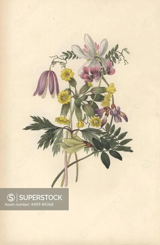 Wood anemone (Anemone nemorosa), bush vetch (Vicia sepium) and cowslip (Primula veris). Handcoloured botanical illustration drawn and engraved by William Clark from Rebecca Hey's "Moral of Flowers," London, Longman, Rees, 1833. Rebecca Hey was a Victorian writer, poet and artist who wrote "Spirit of the Woods" 1837 and "Recollections of the Lakes" 1841. William Clark was former draughtsman to the London Horticultural Society and illustrated many botanical books in the 1820s and 1830s.