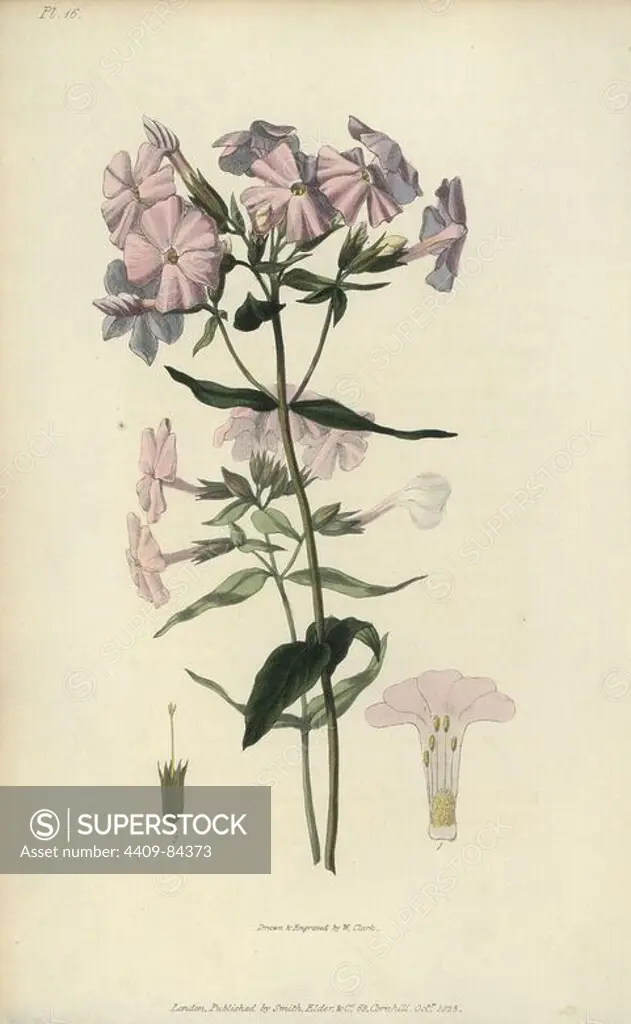 Pale lychnidea, Phlox carnea. Handcoloured botanical illustration drawn and engraved by William Clark from Richard Morris's "Flora Conspicua" London, Longman, Rees, 1826. William Clark was former draughtsman to the London Horticultural Society and illustrated many botanical books in the 1820s and 1830s.
