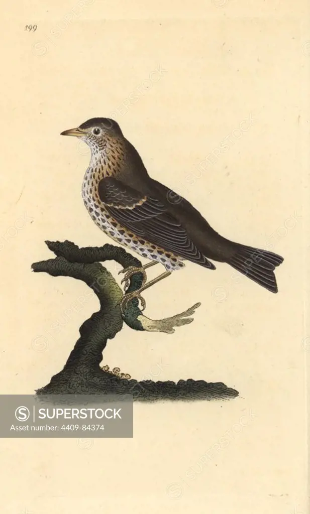Song thrush, Turdus philomelos. Handcoloured copperplate drawn and engraved by Edward Donovan from his own "Natural History of British Birds," London, 1794-1819. Edward Donovan (1768-1837) was an Anglo-Irish amateur zoologist, writer, artist and engraver. He wrote and illustrated a series of volumes on birds, fish, shells and insects, opened his own museum of natural history in London, but later he fell on hard times and died penniless.