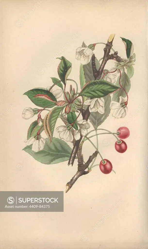 Wild or sour cherry tree with blossoms and fruit, Prunus cerasus. Handcoloured botanical illustration drawn from nature by Mrs. Rebecca Hey from her own "Spirit of the Woods," London, Longman, Rees, 1837. Rebecca Hey was a Victorian writer, poet and artist who wrote "Moral of Flowers" 1833 and "Recollections of the Lakes" 1841. The plates were probably engraved by William Clark, former draughtsman to the London Horticultural Society, and engraver on Hey's previous book.