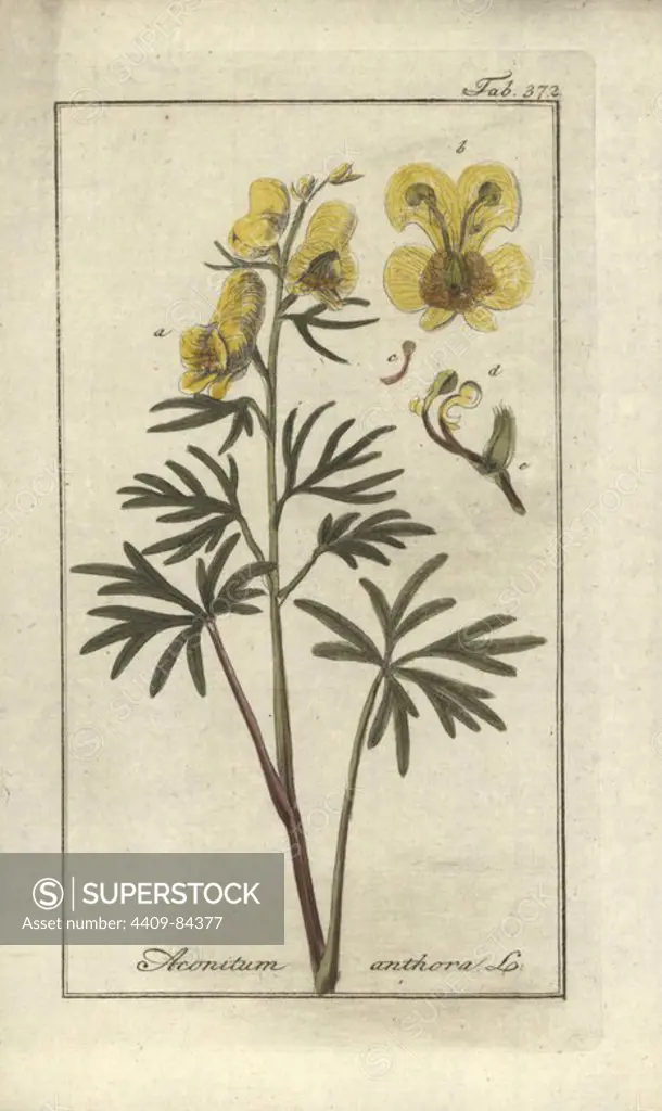 Yellow monkshood, Aconitum anthora. Handcoloured copperplate botanical engraving from Johannes Zorn's "Afbeelding der Artseny-Gewassen," Jan Christiaan Sepp, Amsterdam, 1796. Zorn first published his illustrated medical botany in Nurnberg in 1780 with 500 plates, and a Dutch edition followed in 1796 published by J.C. Sepp with an additional 100 plates. Zorn (1739-1799) was a German pharmacist and botanist who collected medical plants from all over Europe for his "Icones plantarum medicinalium" for apothecaries and doctors.