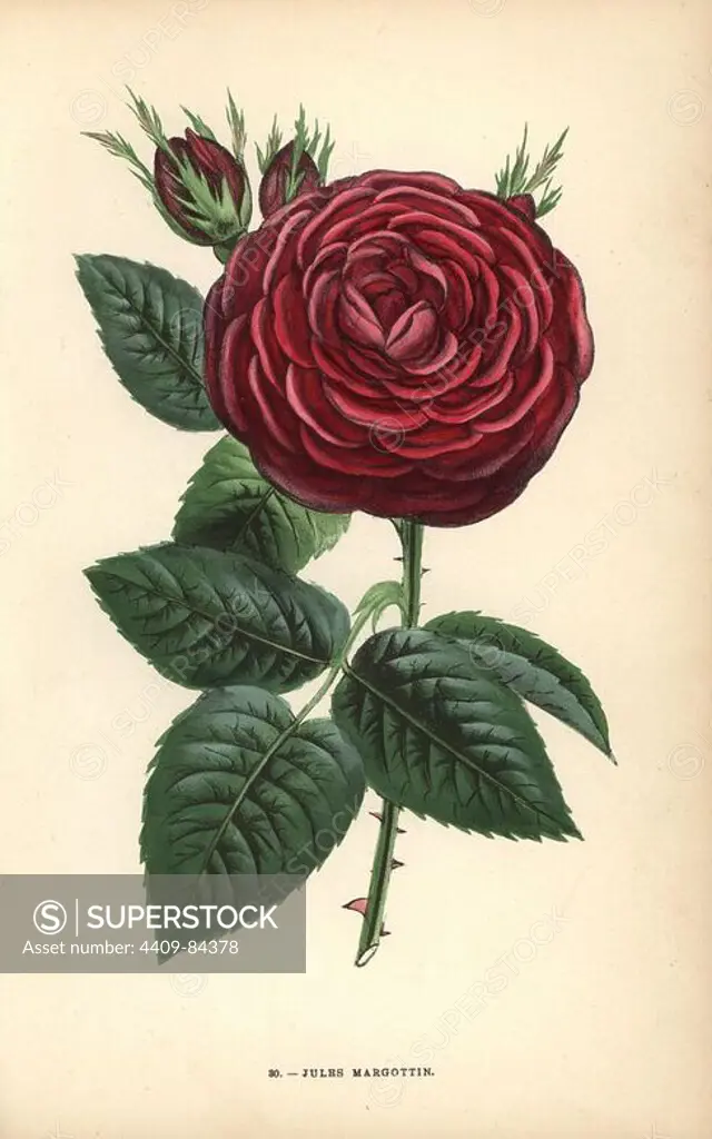 Jules Margottin rose, hybrid raised by Monsieur Margottin of Bourg-la-Reine in 1853. Chromolithograph drawn and lithographed after nature by F. Grobon from Hippolyte Jamain and Eugene Forney's "Les Roses," Paris, J. Rothschild, 1873. Jamain was a rose grower and Forney a professor of arboriculture. François Frédéric Grobon (1815-1901) ran his own atelier and illustrated "Fleurs" after Redoute with his brother Anthelme as the Grobon freres.
