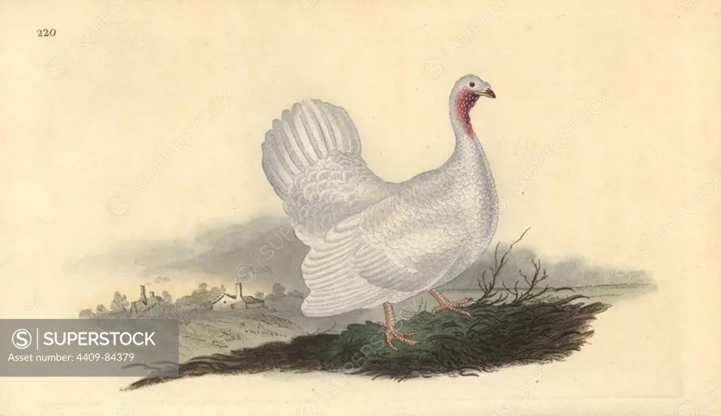 White turkey, Melagris gallopavo (variant). Handcoloured copperplate drawn and engraved by Edward Donovan from his own "Natural History of British Birds," London, 1794-1819. Edward Donovan (1768-1837) was an Anglo-Irish amateur zoologist, writer, artist and engraver. He wrote and illustrated a series of volumes on birds, fish, shells and insects, opened his own museum of natural history in London, but later he fell on hard times and died penniless.