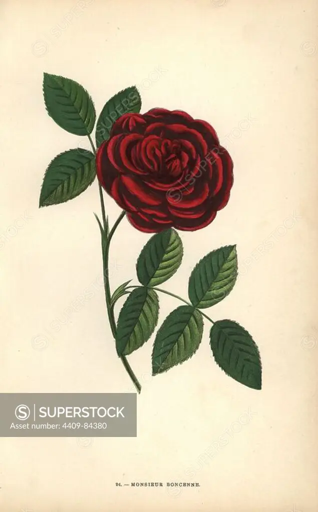 Monsieur Boncenne rose, hybrid raised by Monsieur Liabaud of Lyon in 1864. Chromolithograph drawn and lithographed after nature by F. Grobon from Hippolyte Jamain and Eugene Forney's "Les Roses," Paris, J. Rothschild, 1873. Jamain was a rose grower and Forney a professor of arboriculture. François Frédéric Grobon (1815-1901) ran his own atelier and illustrated "Fleurs" after Redoute with his brother Anthelme as the Grobon freres.