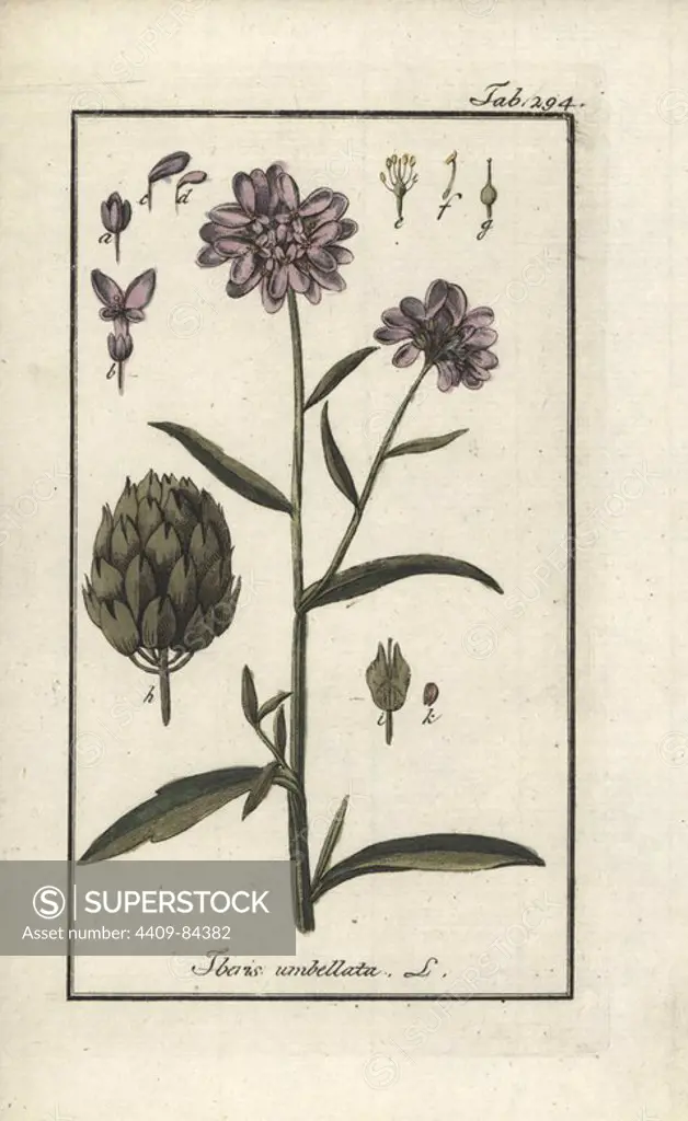 Globe candytuft, Iberis umbellata. Handcoloured copperplate botanical engraving from Johannes Zorn's "Afbeelding der Artseny-Gewassen," Jan Christiaan Sepp, Amsterdam, 1796. Zorn first published his illustrated medical botany in Nurnberg in 1780 with 500 plates, and a Dutch edition followed in 1796 published by J.C. Sepp with an additional 100 plates. Zorn (1739-1799) was a German pharmacist and botanist who collected medical plants from all over Europe for his "Icones plantarum medicinalium" for apothecaries and doctors.