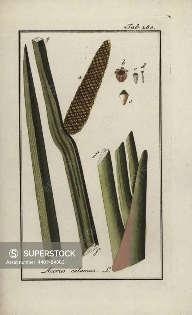 Sweet flag, Acorus calamus. Handcoloured copperplate botanical engraving from Johannes Zorn's "Afbeelding der Artseny-Gewassen," Jan Christiaan Sepp, Amsterdam, 1796. Zorn first published his illustrated medical botany in Nurnberg in 1780 with 500 plates, and a Dutch edition followed in 1796 published by J.C. Sepp with an additional 100 plates. Zorn (1739-1799) was a German pharmacist and botanist who collected medical plants from all over Europe for his "Icones plantarum medicinalium" for apothecaries and doctors.