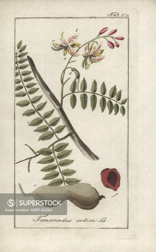 Tamarind tree, Tamarindus indica. Handcoloured copperplate botanical engraving from Johannes Zorn's "Afbeelding der Artseny-Gewassen," Jan Christiaan Sepp, Amsterdam, 1796. Zorn first published his illustrated medical botany in Nurnberg in 1780 with 500 plates, and a Dutch edition followed in 1796 published by J.C. Sepp with an additional 100 plates. Zorn (1739-1799) was a German pharmacist and botanist who collected medical plants from all over Europe for his "Icones plantarum medicinalium" for apothecaries and doctors.