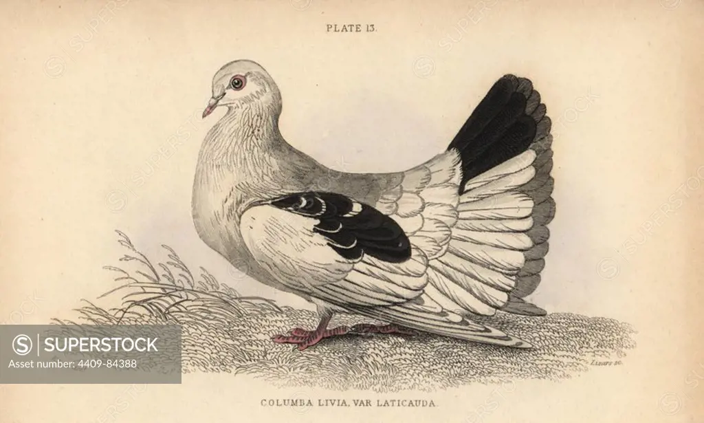 Broad or fan-tailed shaker, Columba tremula laticauda, breed of fancy pigeon. Handcoloured steel engraving by William Lizars after an illustration by Edward Lear from Prideaux John Selby's volume "Pigeons" in Sir William Jardine's "Naturalist's Library: Ornithology," published by W.H. Lizars, Edinburgh, 1835. Artist Edward Lear (1812-1888), today most famous for his literary nonsense and limericks, was a skilled ornithological artist who published "Illustrations of the Family of Psittacidae or Parrots" in 1832.