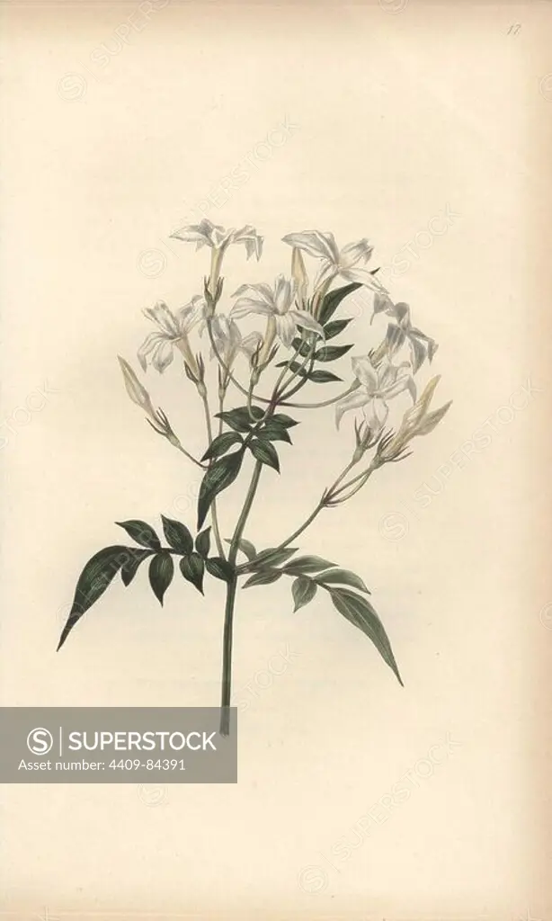 Jasmine, Jasminum officinale. Handcoloured botanical illustration drawn and engraved by William Clark from Rebecca Hey's "Moral of Flowers," London, Longman, Rees, 1833. Mrs. Rebecca Hey was a Victorian writer, poet and artist who wrote "Spirit of the Woods" 1837 and "Recollections of the Lakes" 1841. William Clark was former draughtsman to the London Horticultural Society and illustrated many botanical books in the 1820s and 1830s.