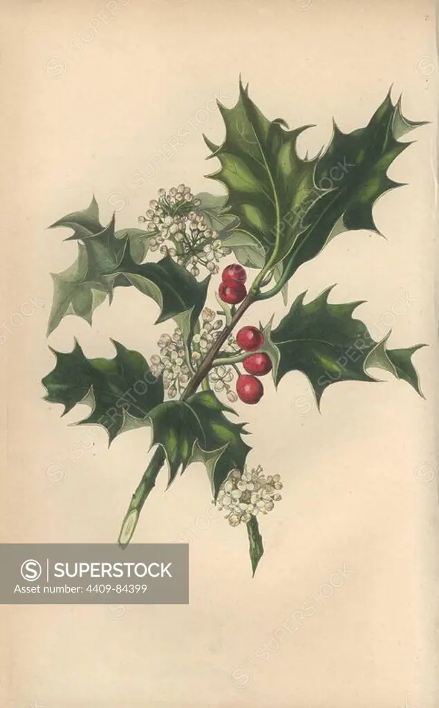 Holly with flowers and berries, Ilex aquifolium. Handcoloured botanical illustration drawn from nature by Mrs. Rebecca Hey from her own "Spirit of the Woods," London, Longman, Rees, 1837. Rebecca Hey was a Victorian writer, poet and artist who wrote "Moral of Flowers" 1833 and "Recollections of the Lakes" 1841. The plates were probably engraved by William Clark, former draughtsman to the London Horticultural Society, and engraver on Hey's previous book.