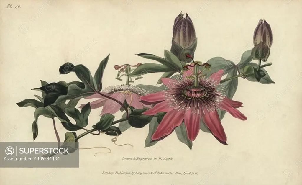 Whitley's hybrid passionflower, Passiflora caerulea-racemosa. Handcoloured botanical illustration drawn and engraved by William Clark from Richard Morris's "Flora Conspicua" London, Longman, Rees, 1826. William Clark was former draughtsman to the London Horticultural Society and illustrated many botanical books in the 1820s and 1830s.