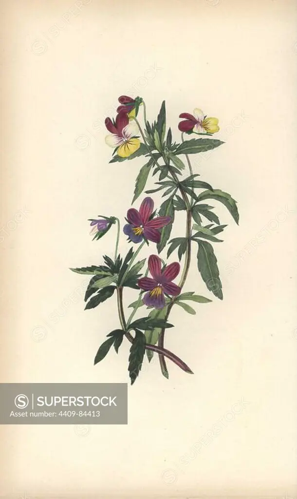 Heartsease or pansy violet, Viola tricolor. Handcoloured botanical illustration drawn and engraved by William Clark from Rebecca Hey's "Moral of Flowers," London, Longman, Rees, 1833. Mrs. Rebecca Hey was a Victorian writer, poet and artist who wrote "Spirit of the Woods" 1837 and "Recollections of the Lakes" 1841. William Clark was former draughtsman to the London Horticultural Society and illustrated many botanical books in the 1820s and 1830s.