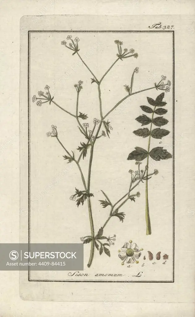 Stone parsley, Sison amomum. Handcoloured copperplate botanical engraving from Johannes Zorn's "Afbeelding der Artseny-Gewassen," Jan Christiaan Sepp, Amsterdam, 1796. Zorn first published his illustrated medical botany in Nurnberg in 1780 with 500 plates, and a Dutch edition followed in 1796 published by J.C. Sepp with an additional 100 plates. Zorn (1739-1799) was a German pharmacist and botanist who collected medical plants from all over Europe for his "Icones plantarum medicinalium" for apothecaries and doctors.