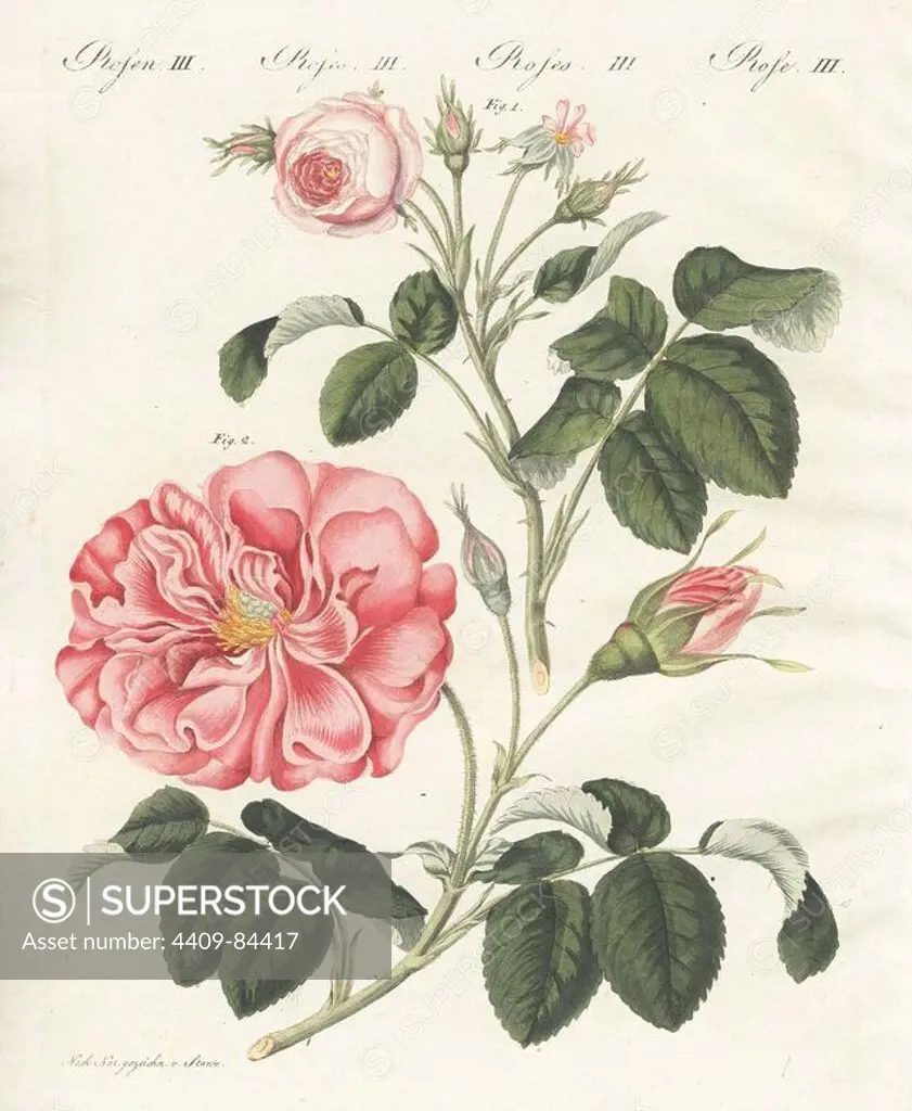Small pink centifolia rose, Rosa centifolia minor, and Frankfort rose, Rosa turbinata. Handcoloured copperplate engraving from an illustration drawn from nature by Stark from Bertuch's "Bilderbuch fur Kinder" (Picture Book for Children), Weimar, 1790-1830. Friedrich Johann Bertuch (1747-1822) was a German publisher and man of arts most famous for his 12-volume encyclopedia for children illustrated with 1,200 engraved plates on natural history, science, costume, mythology, etc.