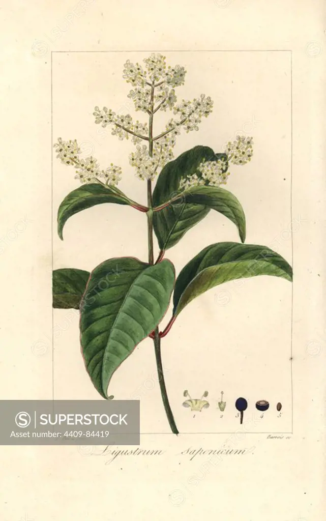 Japanese privet, Ligustrum japonicum, native to southern Japan. Handcoloured stipple engraving on copper by Barrois from a botanical illustration by Pancrace Bessa from Mordant de Launay's "Herbier General de l'Amateur," Audot, Paris, 1820. The Herbier was published from 1810 to 1827 and edited by Mordant de Launay and Loiseleur-Deslongchamps. Bessa (1772-1830s), along with Redoute and Turpin, is considered one of the greatest French botanical artists of the 19th century.