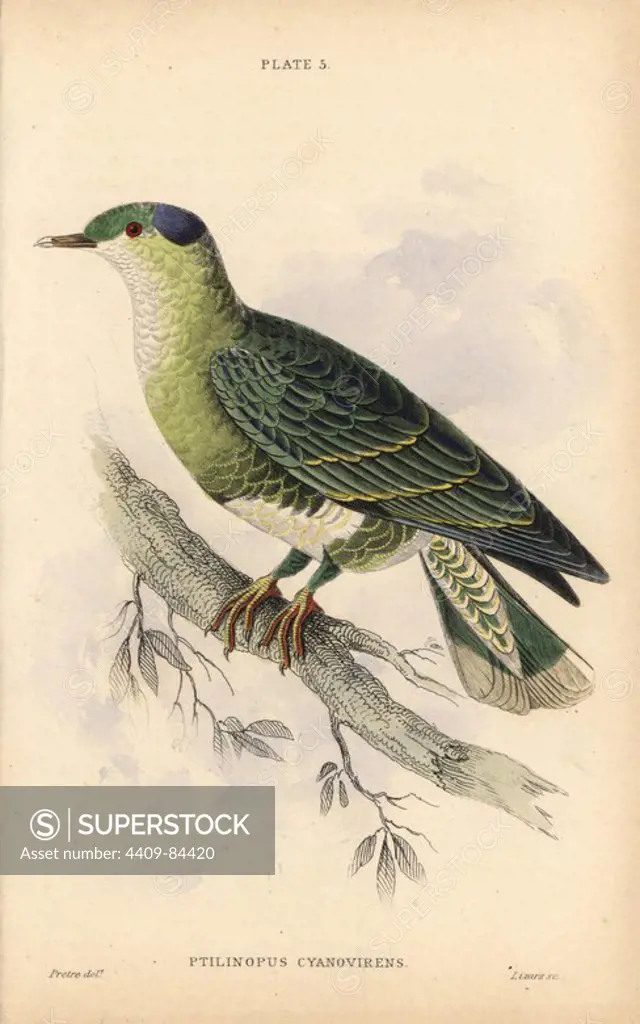 Blue and green turteline, Ptilinopus cyano-virens, native to New Guinea. Handcoloured steel engraving by William Lizars after an illustration by Edward Lear from Prideaux John Selby's volume "Pigeons" in Sir William Jardine's "Naturalist's Library: Ornithology," published by W.H. Lizars, Edinburgh, 1835. Artist Edward Lear (1812-1888), today most famous for his literary nonsense and limericks, was a skilled ornithological artist who published "Illustrations of the Family of Psittacidae or Parrots" in 1832.